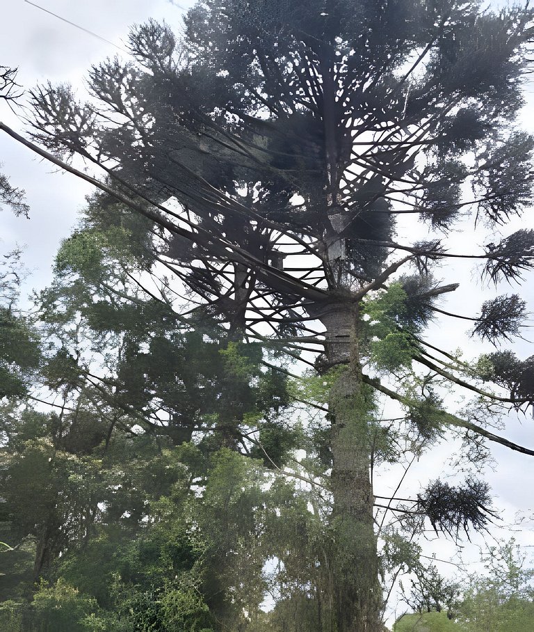 Linda Vista no Vale dos Pinheiros!