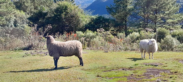 Sítio do Tucano Preto - Paraíso em Gramado!